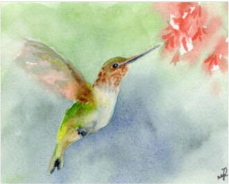 Archival 8 x 10 Print - Hummingbird $20