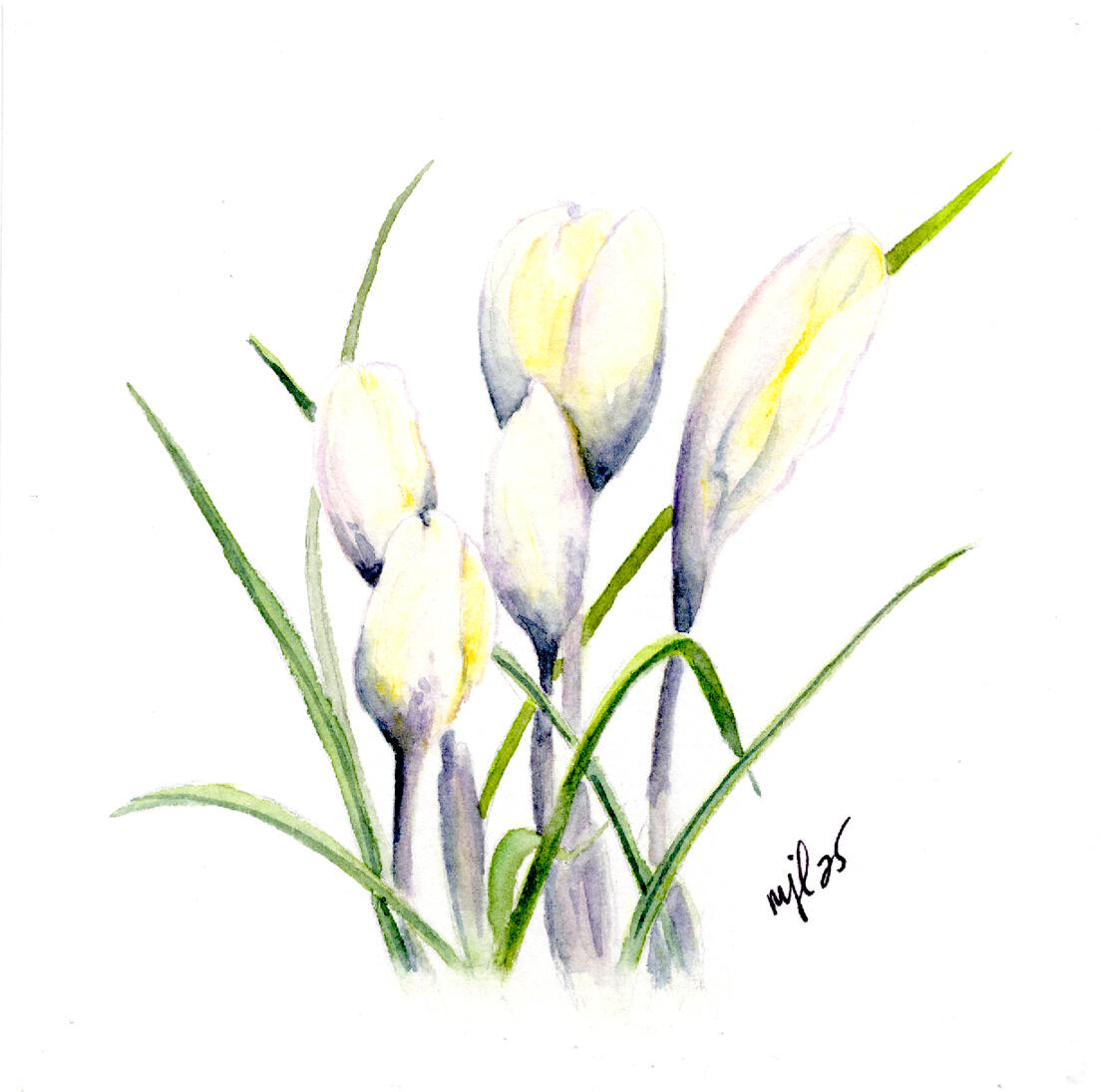 Watercolor 6.25 x 6 "Mom's Crocus'" $56.25