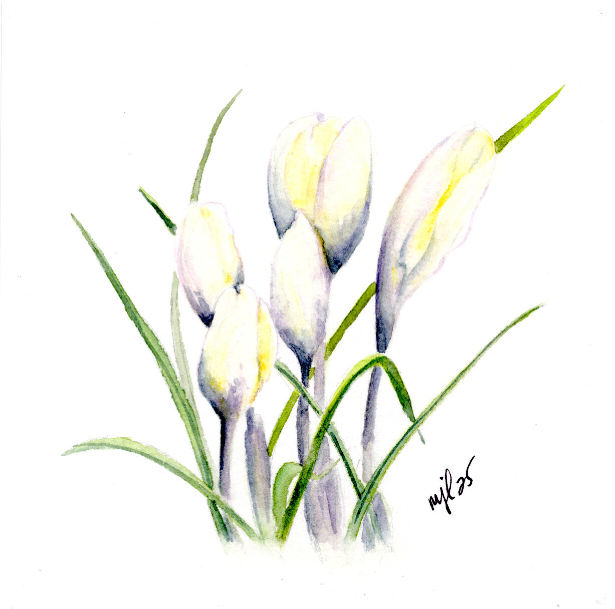 Watercolor 6.25 x 6 "Mom's Crocus'" $56.25