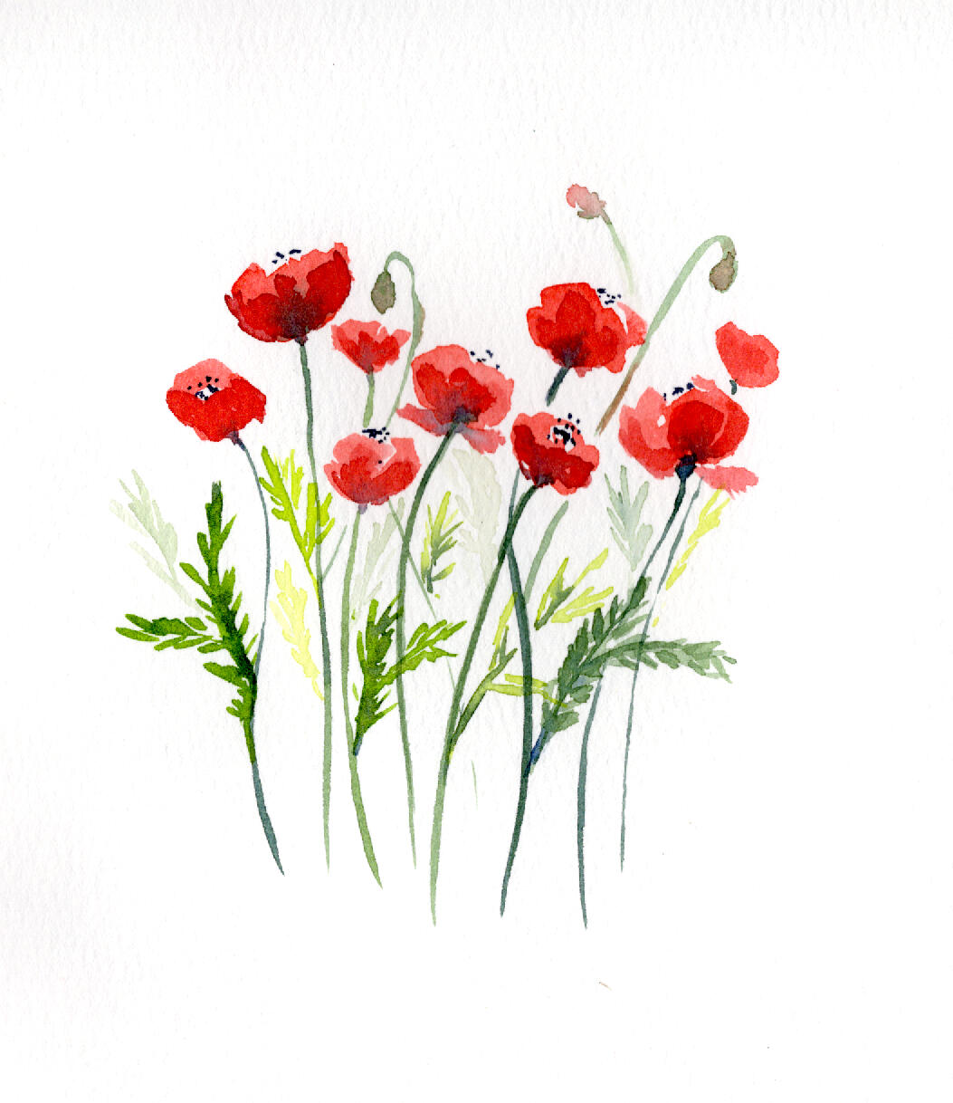Watercolor 5 x 7 &quot;Small Poppies in a Cluster&quot; $52
